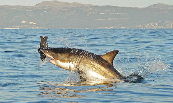 Olio di squalo addio, il CNR estrae lo squalene dalla canna da zucchero -  Ecoblog